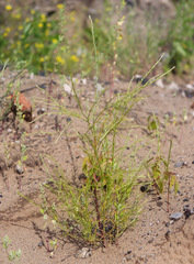 Corispermum declinatum