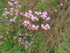 Erica racemosa