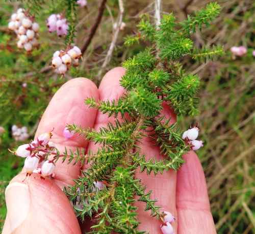 Image of Erica racemosa by (c) linkie, some rights reserved (CC BY)