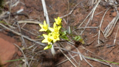 Sebaea grisebachiana