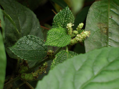 Boehmeria pilosiuscula