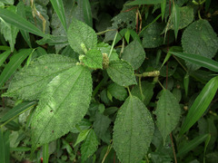 Boehmeria pilosiuscula