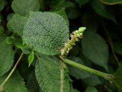 Boehmeria pilosiuscula