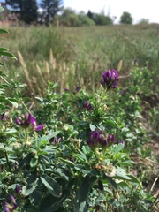 Medicago sativa