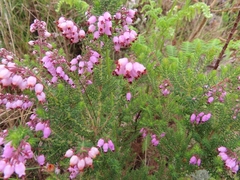 Erica racemosa