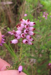 Erica racemosa