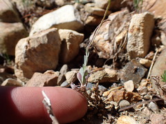 Boechera depauperata