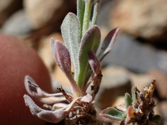 Boechera depauperata