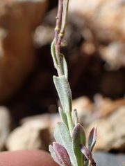 Boechera depauperata