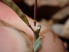 Boechera depauperata