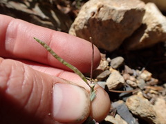 Boechera depauperata