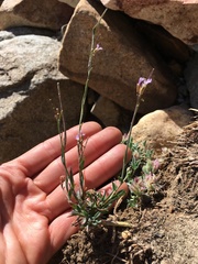 Boechera depauperata