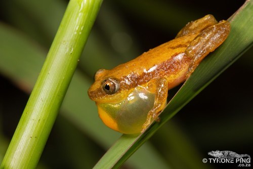 Delicate Spiny Reed Frog - Photo (c) Tyrone Ping, some rights reserved (CC BY-NC), uploaded by Tyrone Ping