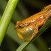 Delicate Spiny Reed Frog - Photo (c) Tyrone Ping, some rights reserved (CC BY-NC), uploaded by Tyrone Ping