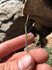 Boechera depauperata