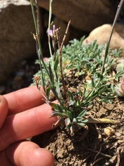 Boechera depauperata