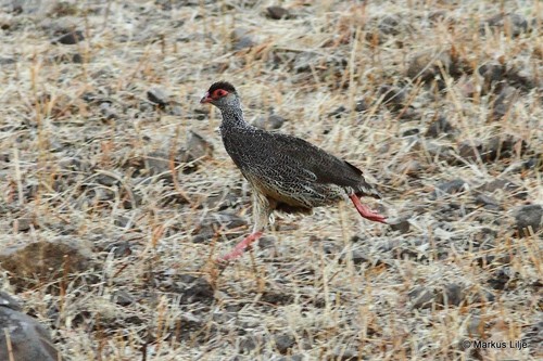 Harwood's Spurfowl