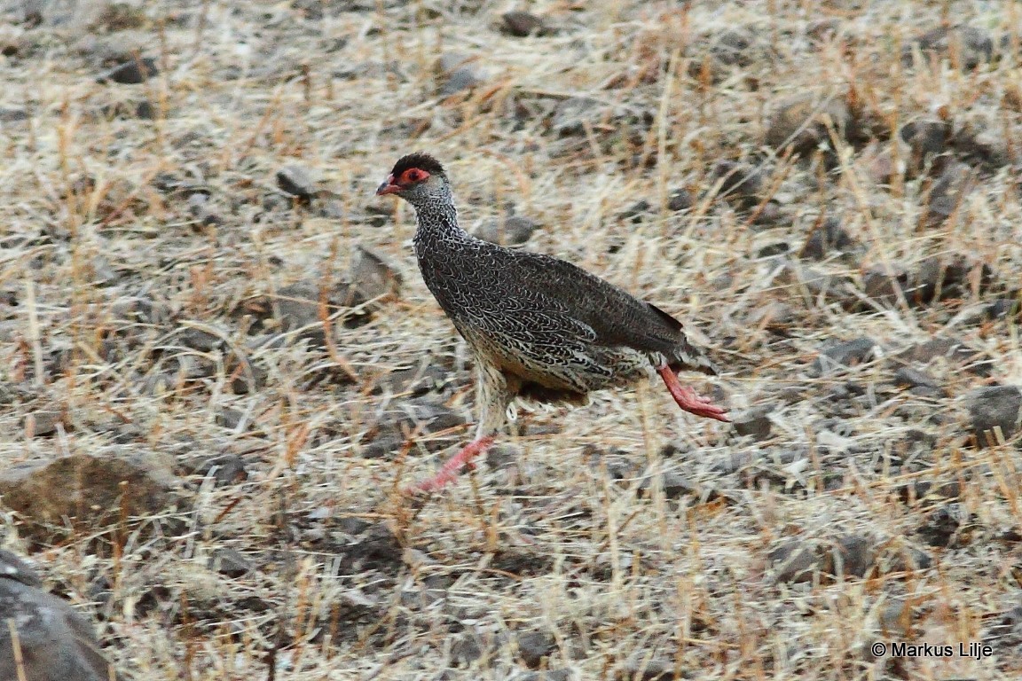 Harwood's Spurfowl illustration