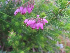 Erica racemosa