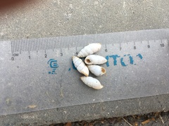 Brephulopsis cylindrica