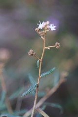 Astrotricha ledifolia