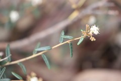 Astrotricha ledifolia