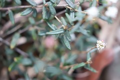 Astrotricha ledifolia