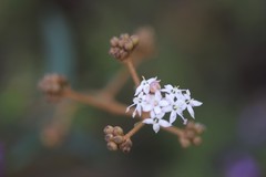 Astrotricha ledifolia