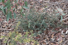 Astrotricha ledifolia