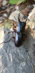 Dorcus rubrofemoratus