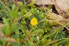 Pultenaea pedunculata
