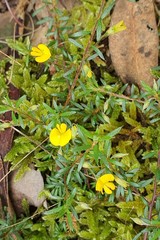 Pultenaea pedunculata