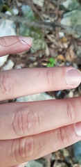 Oligolophus tienmushanensis