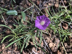 Ipomoea plummerae