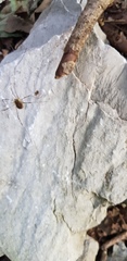 Oligolophus tienmushanensis