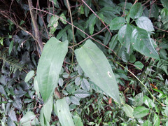 Dioscorea japonica
