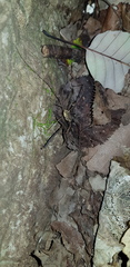 Oligolophus tienmushanensis