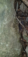 Oligolophus tienmushanensis