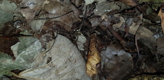 Oligolophus tienmushanensis
