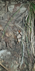 Oligolophus tienmushanensis