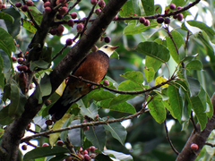 Turdus niveiceps