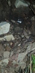 Oligolophus tienmushanensis