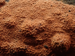 Hypoxylon crocopeplum