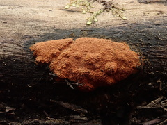 Hypoxylon crocopeplum