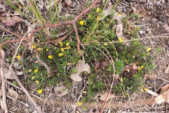 Pultenaea pedunculata