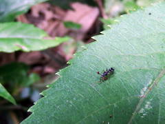 Teleopsis quadriguttata