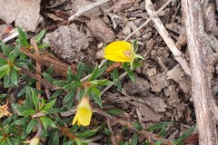 Pultenaea pedunculata