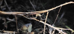 Oligolophus tienmushanensis