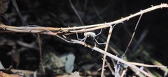 Oligolophus tienmushanensis