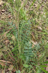 Acaena ovina